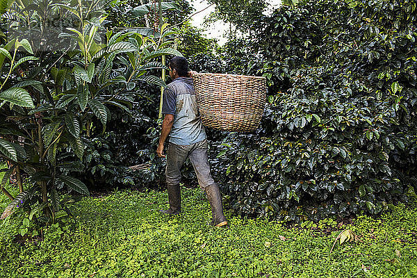 Ein Mann trägt einen Korb mit frisch geernteten Kaffeebohnen auf einer Farm im ländlichen Kolumbien.
