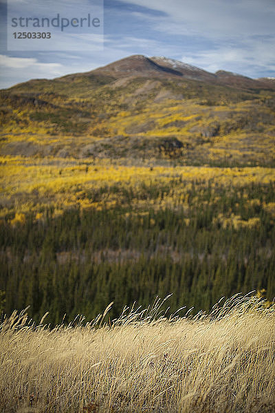 Klondike Highway im Herbst in Yukon  Kanada