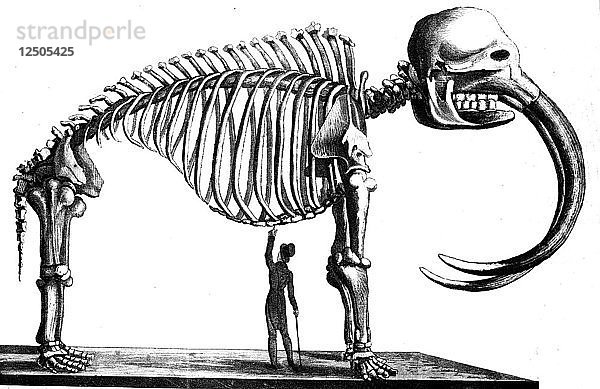 Mammut-Skelett  1823. Künstler: Unbekannt