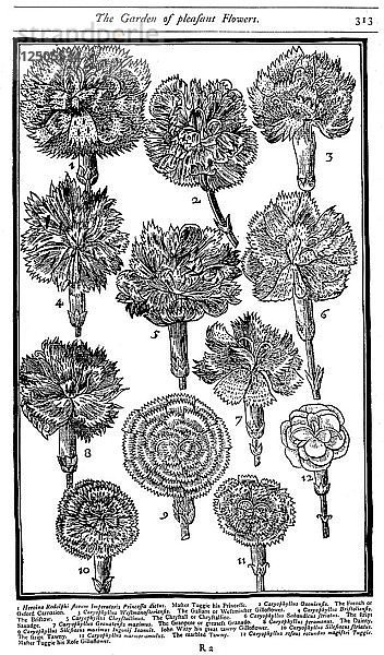 Dianthus (Nelken und Rosetten)  1629. Künstler: Unbekannt