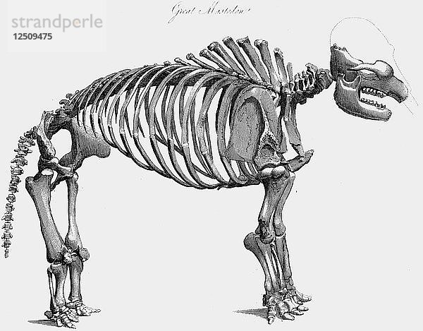 Skelett eines riesigen Mastodons  1830. Künstler: Unbekannt