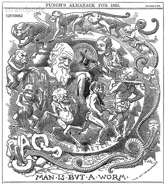 Der Mensch ist nur ein Wurm  Cartoon aus Punch  der die Entwicklung vom Wurm zum Menschen zeigt  1881. Künstler: Unbekannt