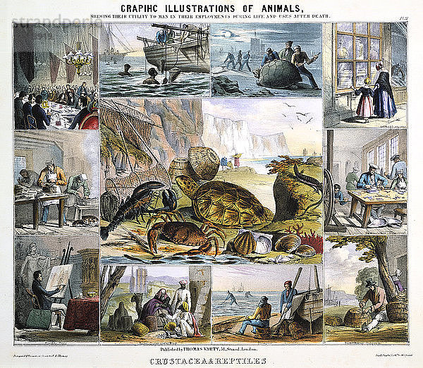 Krustentiere und Reptilien  um 1850. Künstler: Robert Kent Thomas
