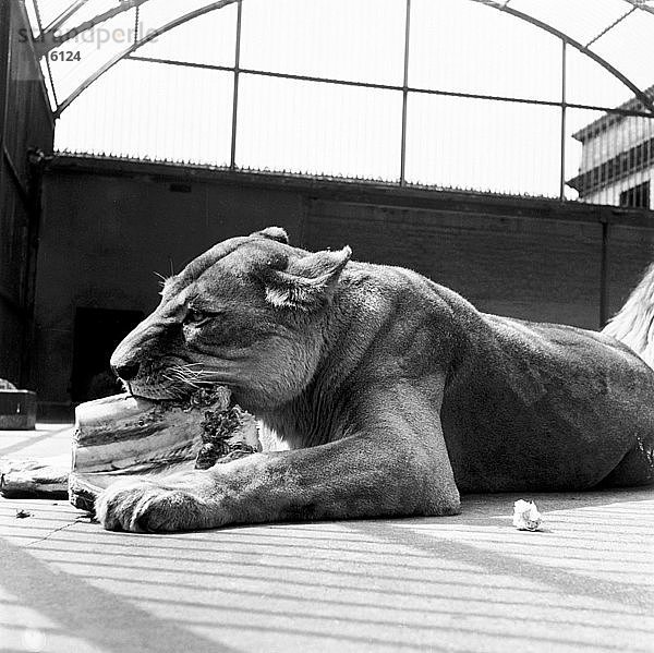 Eine Löwin beim Fressen  Londoner Zoo  (1950er Jahre?). Künstler: Henry Grant