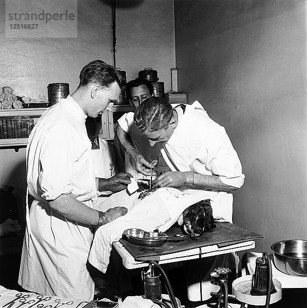 Tierärzte im Peoples Dispensary for Sick Animals (PDSA)  London  1951. Künstler: Henry Grant