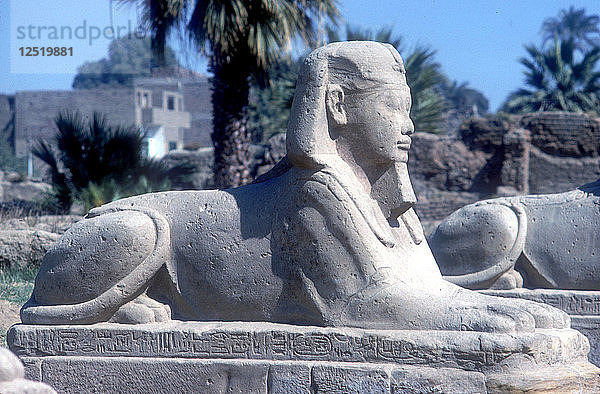 Eine Sphinx aus der Sphinx-Allee  Tempel des Amun Mut & Khons  Luxor  Ägypten  um 370 v. Chr. Künstler: Unbekannt