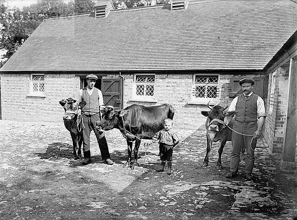 Landarbeiter posieren mit Rindern in Grendon Underwood  Buckinghamshire  um 1873 bis 1923. Künstler: Alfred Newton & Söhne