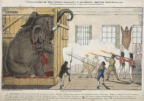 Zerstörung des edlen Elefanten saß Mr Crosss Exeter Change  1826. Künstler: Ingrey und Madeley