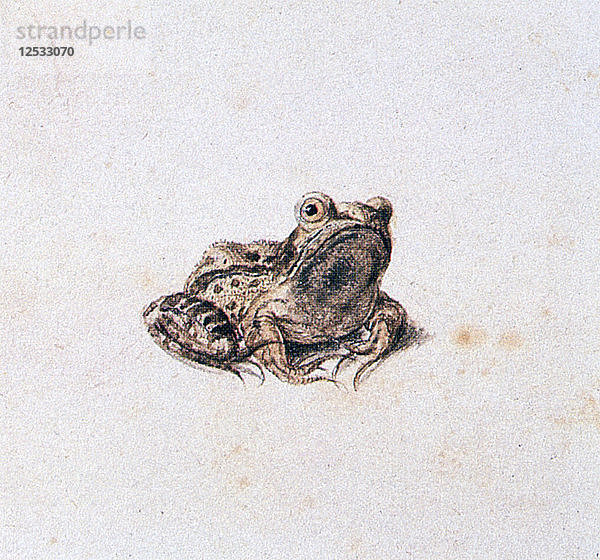 Grüner Frosch  16. Jahrhundert. Künstler: Joris Hoefnagel