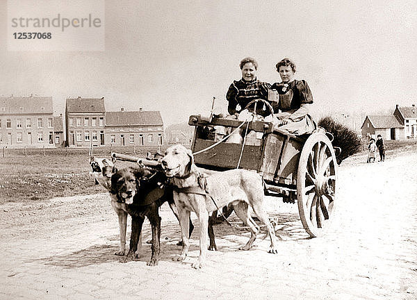 Hunde  die Frauen auf einem Wagen ziehen  Antwerpen  1898 Künstler: James Batkin
