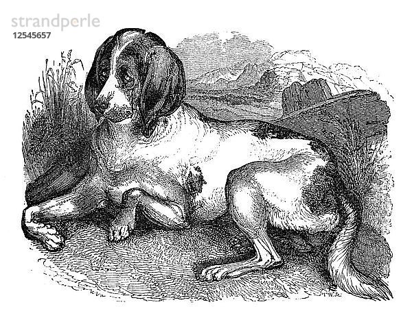 Alter englischer Jagdhund  1848. Künstler: Unbekannt