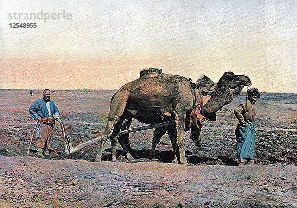Landarbeiter beim Pflügen mit einem Kamel  Kaukasus  um 1890 Künstler: Gillot
