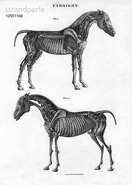 Anatomie eines Pferdes  19. Jahrhundert Künstler: Archibald Webb