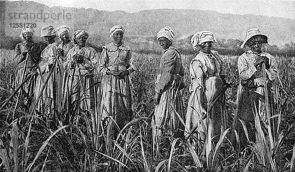 Frauen bei der Pflege junger Zuckerstöcke in Jamaika  1922. Künstler: Unbekannt