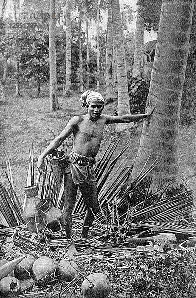 Malaien sammeln den süßen Wein des Toddy-Baums  1922. Künstler: Unbekannt