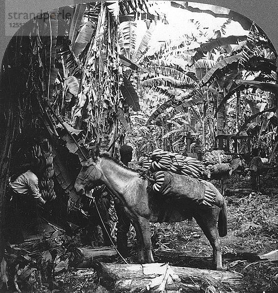 Bananenernte  Costa Rica  1909. Künstler: Unbekannt