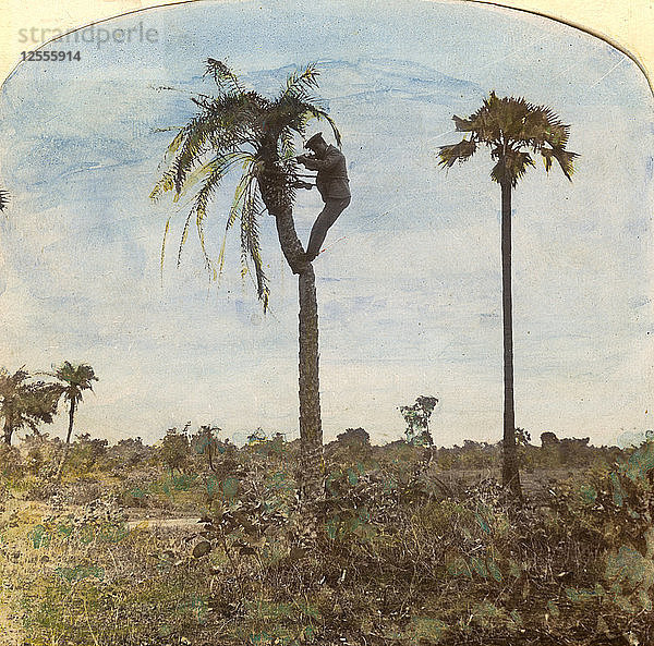 Kapitän Osman schießt mit Hilfe von Gurten von einem Baum  Indien  1900er Jahre. Künstler: Unbekannt