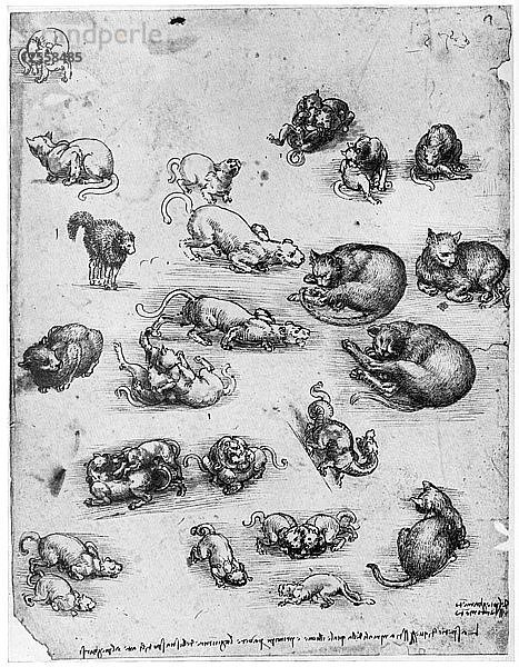 Studien von Katzen  1513-1515 (1954). Künstler: Leonardo da Vinci