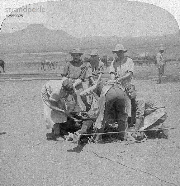 Beschlagen von Pferden in Naauwpoort  Südafrika  Burenkrieg  1900. Künstler: Underwood & Underwood