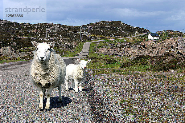Schafe und Lämmer  Applecross Peninsula  Highland  Schottland.