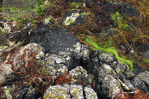 Seegras in der Nähe von Eilean Donan Castle  Highland  Schottland.