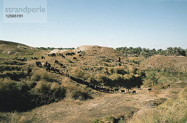 Turm von Babel  Babylon  Irak  1977.