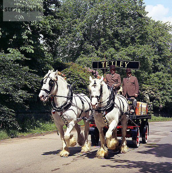 Tetley Shire Pferde  Roundhay Park  Leeds  West Yorkshire  1968. Künstler: Michael Walters