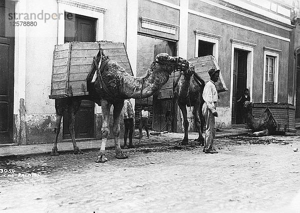 Mann mit Kamelen  Las Palmas  Gran Canaria  Kanarische Inseln  Spanien  ca. 1920-c1930er Jahre(?). Künstler: Unbekannt