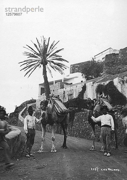 Männer mit Kamelen  Las Palmas  Gran Canaria  Kanarische Inseln  Spanien  ca. 1920-c1930er Jahre(?). Künstler: Unbekannt