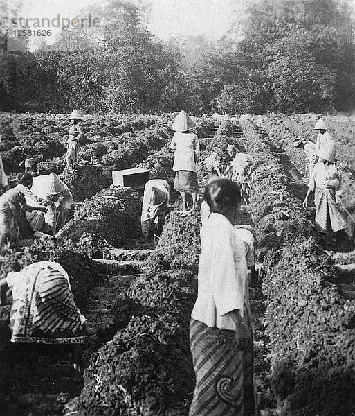 Vorbereitung von Bewässerungskanälen auf einer Zuckerplantage  Java  Niederländisch-Ostindien  1927. Künstler: Unbekannt