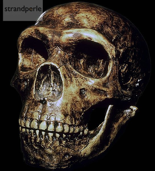 Rekonstruierter Neandertaler-Schädel. Künstler: Unbekannt