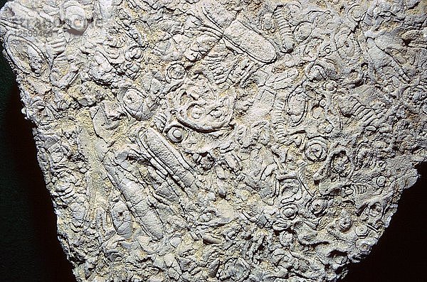 Fossile Muscheln in Kalkstein. Künstler: Unbekannt