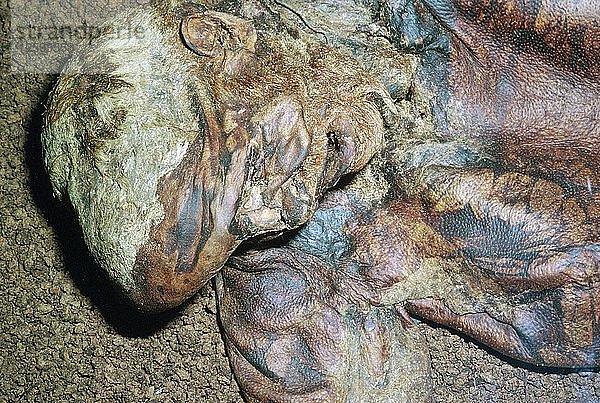 Lindow Man  gefunden in einem Torfmoosmoor in Irland  ca. 2. Jahrhundert v. Chr. Künstler: Unbekannt