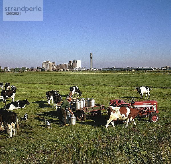 Rindermelken auf den Feldern nordwestlich von Amsterdam. Künstler: Unbekannt