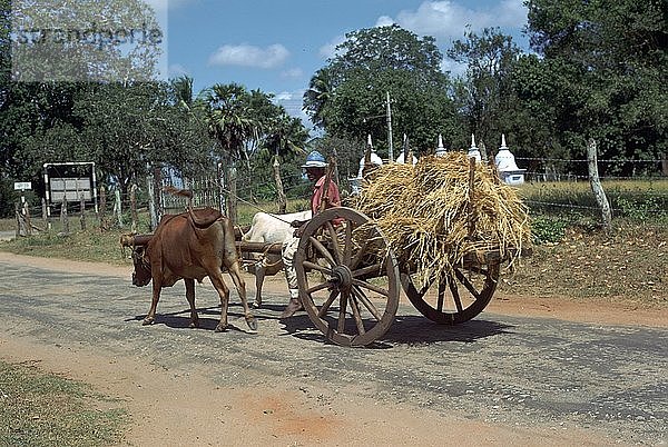 Ochsenkarren aus Sri Lanka. Künstler: CM Dixon Künstler: Unbekannt