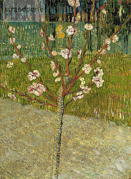 Blühender Mandelbaum  1888. Künstler: Gogh  Vincent  van (1853-1890)