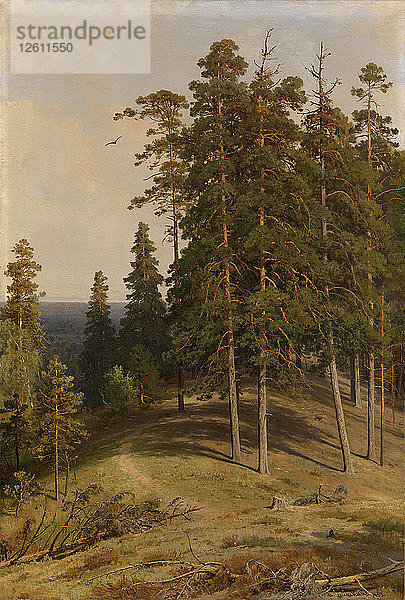 Der Kiefernwald  1895. Künstler: Schischkin  Iwan Iwanowitsch (1832-1898)