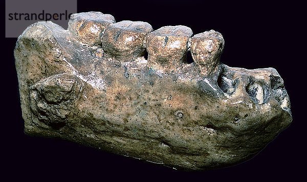Kiefer und Zähne von Java Man. Künstler: Unbekannt