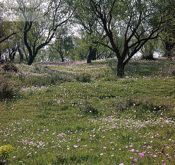 Blumen und Olivenbäume im April in Phokis