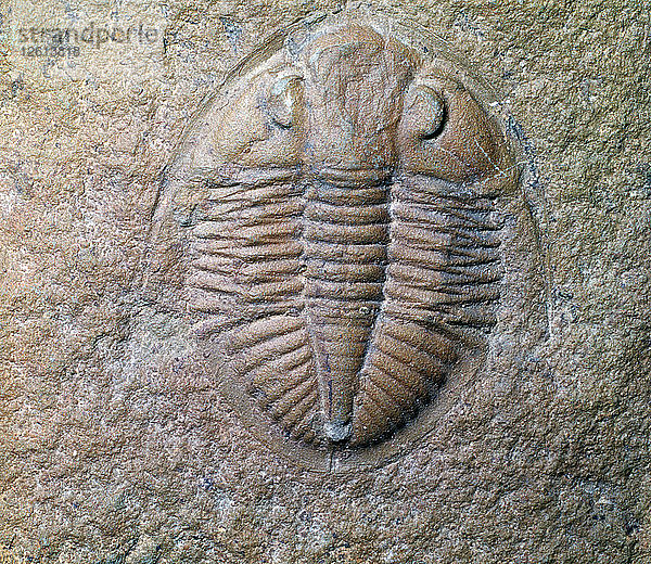 Fossiler Trilobit. Künstler: Unbekannt