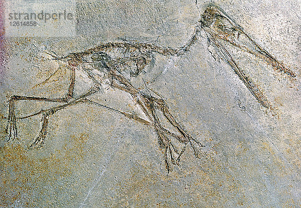 Fossiles Skelett eines Pteradaktylus. Künstler: Unbekannt