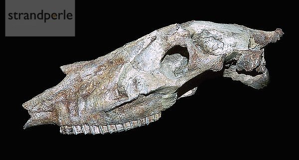 Fossiler Schädel eines primitiven Pferdes. Künstler: Unbekannt