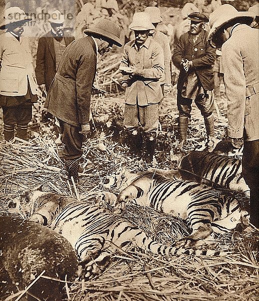 Ein königlicher Beutel mit Tigern  1911 (1935). Künstler: Unbekannt.