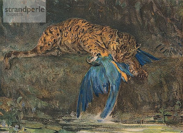 Jaguar und Ara  Ende 19. Jahrhundert. Künstler: John MacAllan Swan.