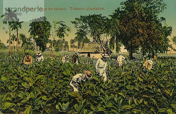 Kuba. Vega de tabaco. Tabakplantage  ca. 1920er Jahre. Künstler: Unbekannt