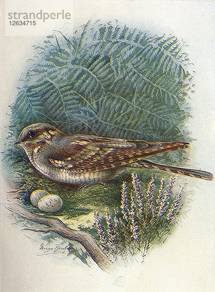 Nachtschwalbe oder Ziegensauger - Caprimulgus europaeus  um 1910  (1910). Künstler: George James Rankin.