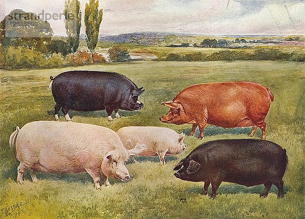 Schweinerassen  um 1902 (um 1910). Künstler: Frank Babbage.