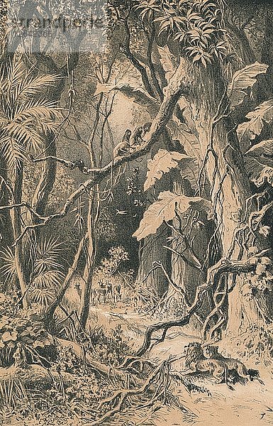 Ein Wald in Zentralafrika  um 1880. Künstler: Unbekannt.