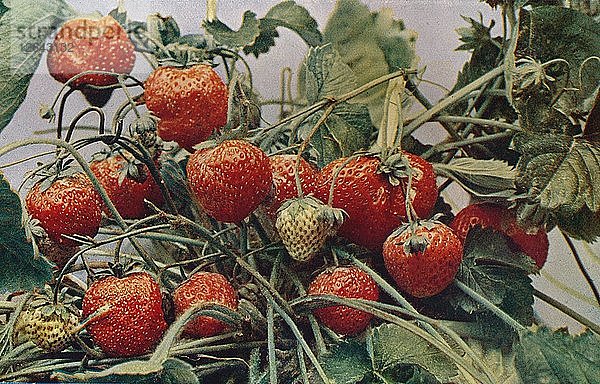 Erdbeeren - John Kidd & Co. Ltd.  1910. Künstler: Photochrom Co Ltd aus London.