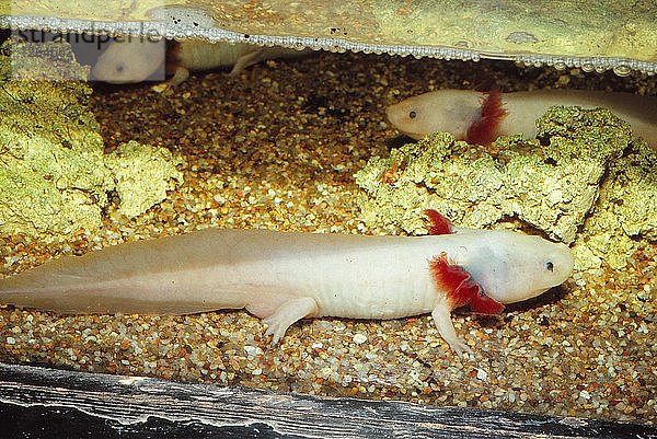Larve des Mexikanischen Salamanders (Ambystoma mexicanum) oder Axolotl  20. Jahrhundert. Künstler: CM Dixon.